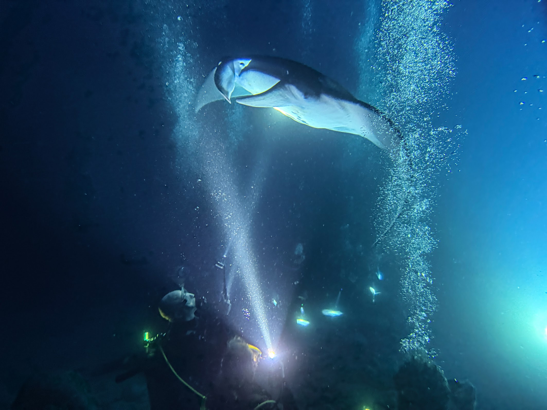 Manta rays