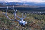 Caribou Skull on the Tundra