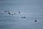 Many Sea Otters