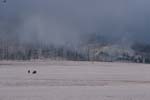 Bison in Gibbon Meadow