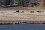 Bison in Gibbon Meadow