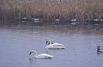 Swans in Winter