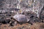 Giant Tortoise in the Galapaguera