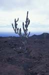 Cactus, Sierra Negra Volcano
