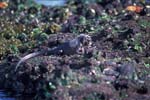 Marine Iguanas Feeding