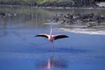 Flamingo near Dragon Hill