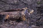 Land Iguana near Dragon Hill