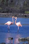 Flamingos near Dragon Hill
