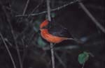 Vermillion Flycatcher