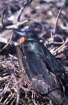 Frigate Bird