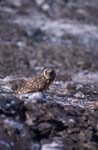 Short-Eared Owl