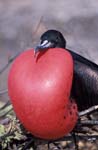 Frigate Bird