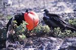 Frigate Birds