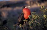 Frigate Bird