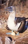 Blue-Footed Boobie