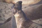 Elephant Seals on the Beach