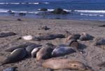 Elephant Seals on the Beach