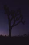 Joshua Tree at Dawn