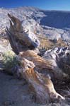 Dead Pine Above Ansel Lake