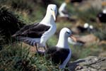 Black-Browed Albatrosses