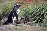 Magellanic Penguin and Chicks