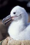Black-Browed Albatross Chick