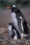 Gentoo Penguin and Chick