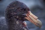 Giant Petrel After Feeding