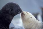 Fur Seal Pups