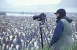 Rod Planck and King Penguin Colony