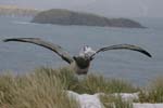 Wandering Albatross Chick