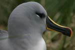 Grey-Headed Albatross