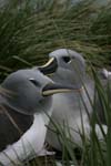 Grey-Headed Albatross