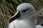 Grey-Headed Albatross