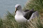 Grey-Headed Albatross