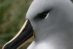 Grey-Headed Albatross