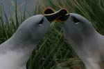 Grey-Headed Albatross