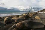 Elephant Seals