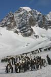 King Penguins