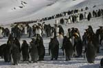 King Penguins