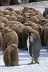 King Penguin with Chicks