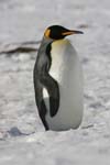 King Penguin