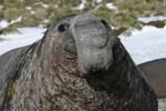 Elephant Seal Bull