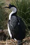 Blue-Eyed Shag