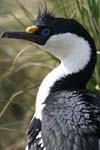 Blue-Eyed Shag