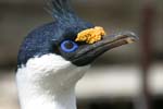 Blue-Eyed Shag