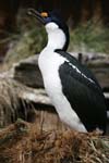 Blue-Eyed Shag