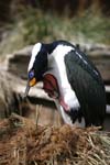 Blue-Eyed Shag