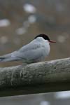 Antarctic Tern