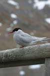 Antarctic Tern